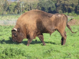 bison