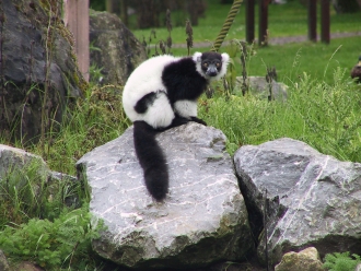 black-and-white-colobus