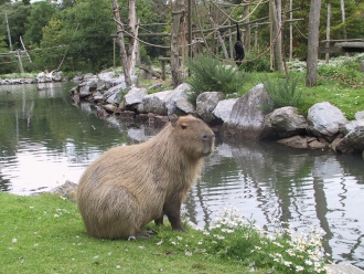 capybara