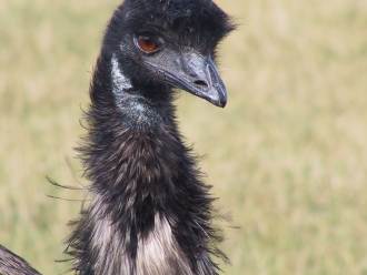 emu