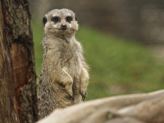 meerkat