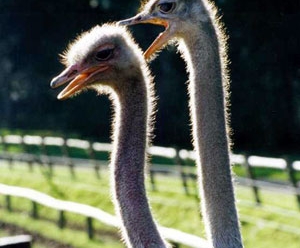 ostrich