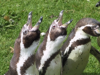penguin_