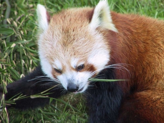 red-panda