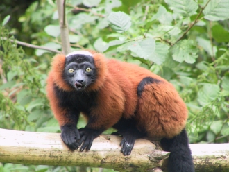 red_ruffed_lemur