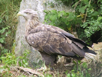 sea-eagle