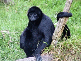 spider_monkey