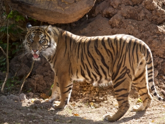 sumatran-tiger