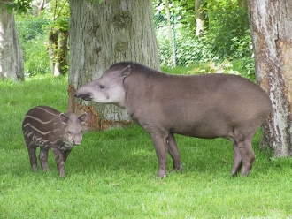 tapir