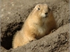 black_tailed_prairie_dog_