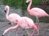 chilean-flamingo