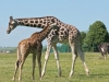 giraffe