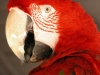 greenwingedmacaw-parrot