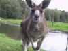 kangaroo