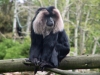 macaque_monkey