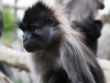 mangabey_monkey