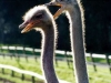 ostrich