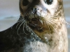 seal