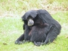 siamang_baby