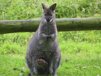 wallaby