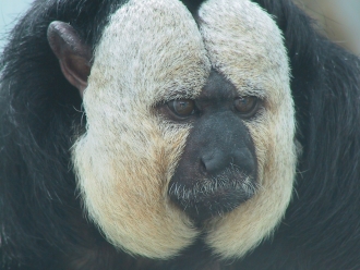 white-faced-saki