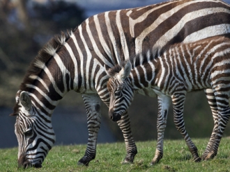 zebra