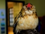 Cutie the Bantam Hen