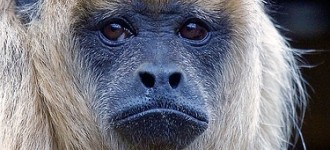 female_black_howler monkey