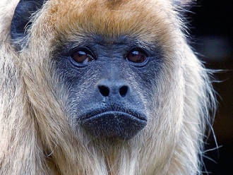 female_black_howler monkey